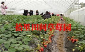 主城區草莓采摘攻略